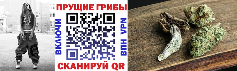 Галлюциногенные грибы Psilocybine cubensis  Купить закладки  Снежинск 